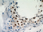 PRMT6 Antibody in Immunohistochemistry (Paraffin) (IHC (P))