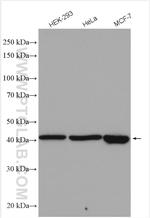 PRMT6 Antibody in Western Blot (WB)