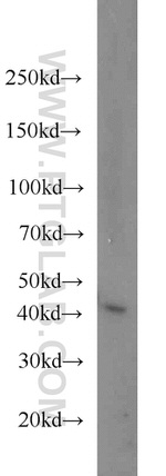 PRMT6 Antibody in Western Blot (WB)