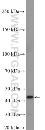 PRMT6 Antibody in Western Blot (WB)