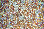 SEC13 Antibody in Immunohistochemistry (Paraffin) (IHC (P))