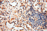 SEC13 Antibody in Immunohistochemistry (Paraffin) (IHC (P))