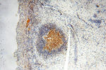 SEC13 Antibody in Immunohistochemistry (Paraffin) (IHC (P))