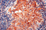 SEC13 Antibody in Immunohistochemistry (Paraffin) (IHC (P))