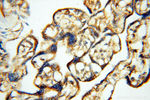 SEC13 Antibody in Immunohistochemistry (Paraffin) (IHC (P))