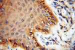 SEC13 Antibody in Immunohistochemistry (Paraffin) (IHC (P))