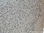 SEC13 Antibody in Immunohistochemistry (Paraffin) (IHC (P))