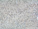 SEC13 Antibody in Immunohistochemistry (Paraffin) (IHC (P))