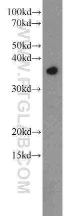 SEC13 Antibody in Western Blot (WB)