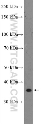 SEC13 Antibody in Western Blot (WB)