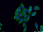 NUBP2 Antibody in Immunocytochemistry (ICC/IF)