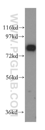 SYT17 Antibody in Western Blot (WB)