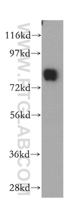SYT17 Antibody in Western Blot (WB)