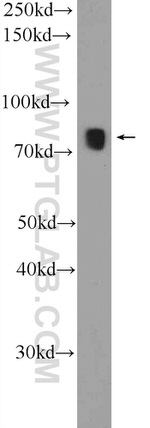 SYT17 Antibody in Western Blot (WB)