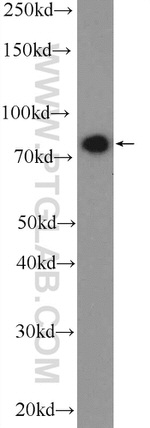 SYT17 Antibody in Western Blot (WB)