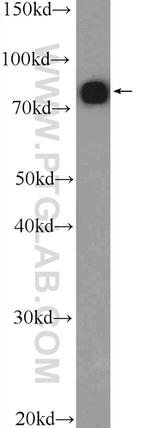 SYT17 Antibody in Western Blot (WB)