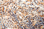 ANXA9 Antibody in Immunohistochemistry (Paraffin) (IHC (P))