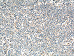 ANXA9 Antibody in Immunohistochemistry (Paraffin) (IHC (P))