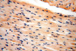 ANXA9 Antibody in Immunohistochemistry (Paraffin) (IHC (P))