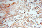 ANXA9 Antibody in Immunohistochemistry (Paraffin) (IHC (P))