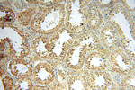 ANXA9 Antibody in Immunohistochemistry (Paraffin) (IHC (P))