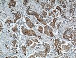 ANXA9 Antibody in Immunohistochemistry (Paraffin) (IHC (P))