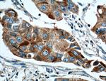 ANXA9 Antibody in Immunohistochemistry (Paraffin) (IHC (P))