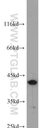 Bif-1 Antibody in Western Blot (WB)