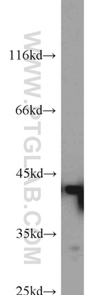 Bif-1 Antibody in Western Blot (WB)