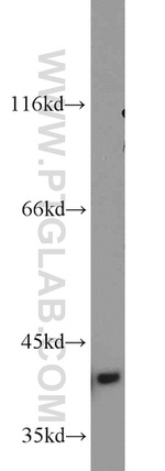 Bif-1 Antibody in Western Blot (WB)