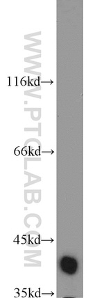 Bif-1 Antibody in Western Blot (WB)