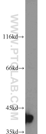 Bif-1 Antibody in Western Blot (WB)