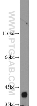 Bif-1 Antibody in Western Blot (WB)