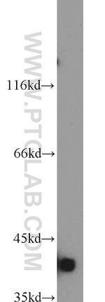 Bif-1 Antibody in Western Blot (WB)