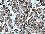 MAPKAPK3 Antibody in Immunohistochemistry (Paraffin) (IHC (P))