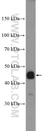 MAPKAPK3 Antibody in Western Blot (WB)