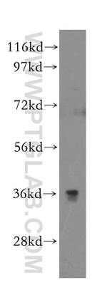 CD300LG Antibody in Western Blot (WB)