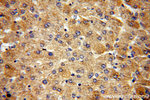 Alpha galactosidase A Antibody in Immunohistochemistry (Paraffin) (IHC (P))