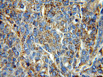 Alpha galactosidase A Antibody in Immunohistochemistry (Paraffin) (IHC (P))