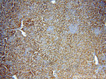 Alpha galactosidase A Antibody in Immunohistochemistry (Paraffin) (IHC (P))