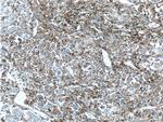 Alpha galactosidase A Antibody in Immunohistochemistry (Paraffin) (IHC (P))