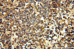 CA11 Antibody in Immunohistochemistry (Paraffin) (IHC (P))