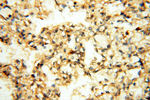 CA11 Antibody in Immunohistochemistry (Paraffin) (IHC (P))