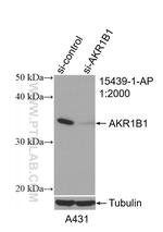 AKR1B1 Antibody in Western Blot (WB)