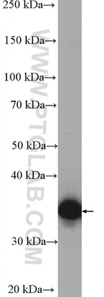 AKR1B1 Antibody in Western Blot (WB)