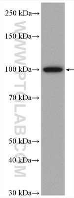 LONP1 Antibody in Western Blot (WB)