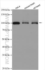 LONP1 Antibody in Western Blot (WB)