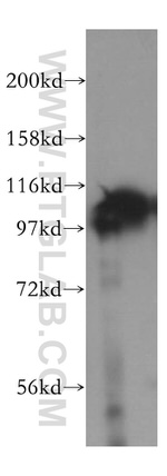 LONP1 Antibody in Western Blot (WB)