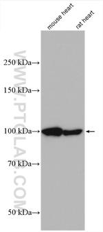 LONP1 Antibody in Western Blot (WB)