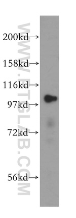 LONP1 Antibody in Western Blot (WB)